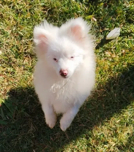 Lulu da Pomerania - Spitz Alemão 