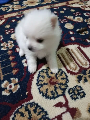 Filhote de spitz alemão