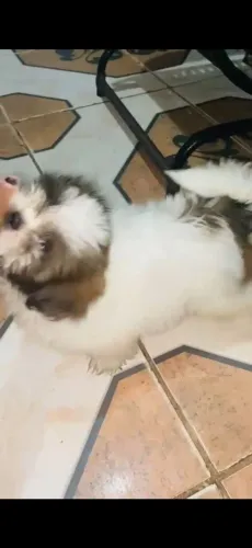 Cachorro