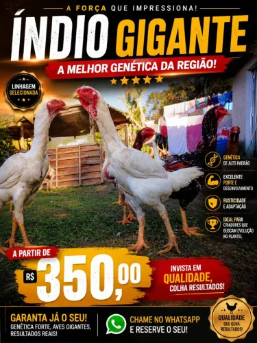 Franguinho indio gigante
