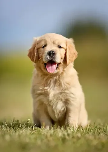 Golden Retriever Filhote Uma Amizade Para Começar Hoje