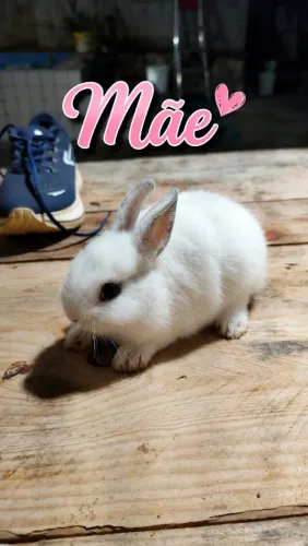 Coelho Netherland Dwarf