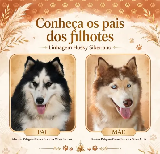 Venda de filhotes 0