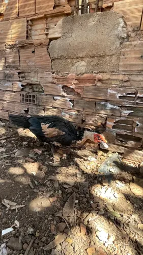 Vendo pato 