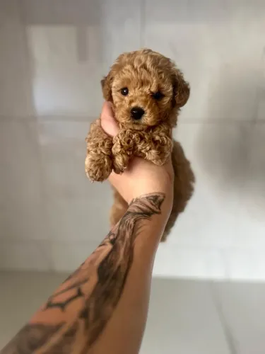 Poodle Toy lindos filhotes encantador 