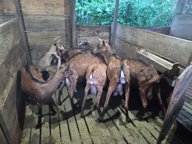 Cabras e novilhas pardo alpinas.