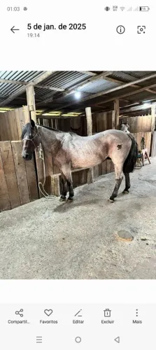 Cavalo crioulo confirmado - Cavalo pronto