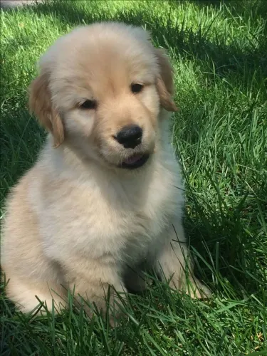 Golden Ele será seu mais novo companheirinho