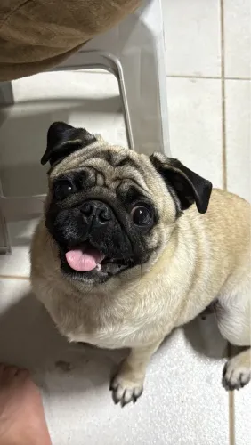Pug fêmea 1 ano e 3 meses 