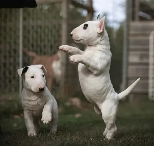 Bull Terrier Afeto que se ajusta ao seu dia