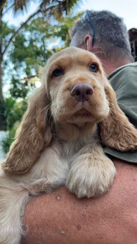 Cocker inglês - Ama um carinho.