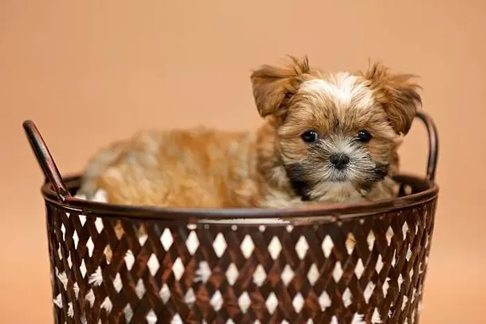 Filhote de Shih Tzu Muito Dócil