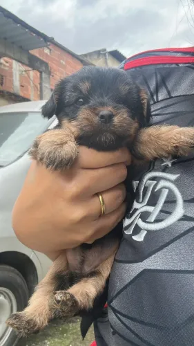 Cachorro yorkshire
