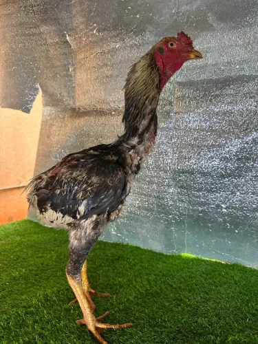Vende-se frango meio sangue 