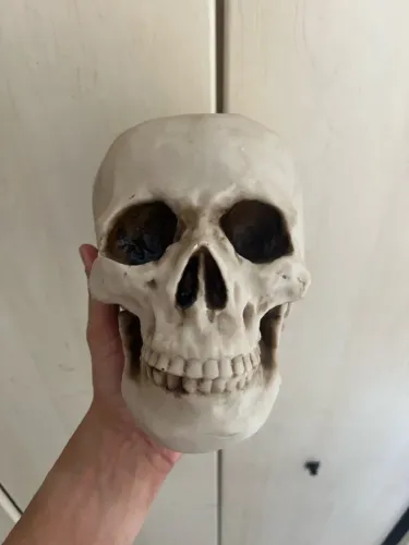 Escultura Crânio Humano Realista em Resina - Escala Real Anatômica