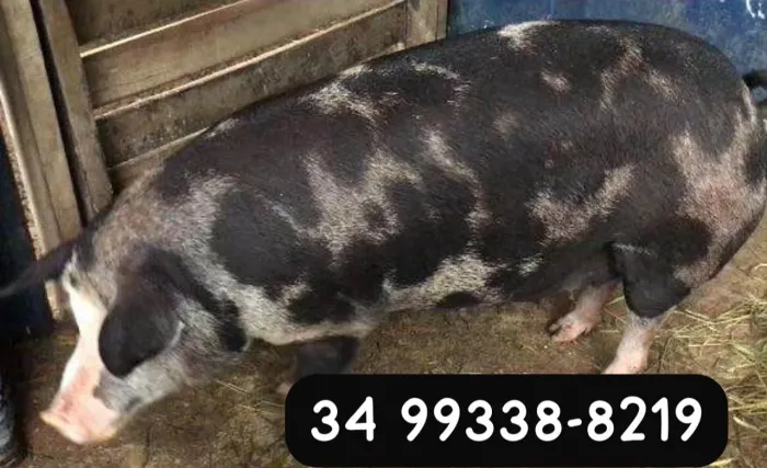 Vende-se porco caipira barato, sair rapido