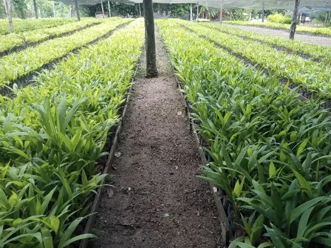 Mudas de Pupunha(Bactris gasipaes)