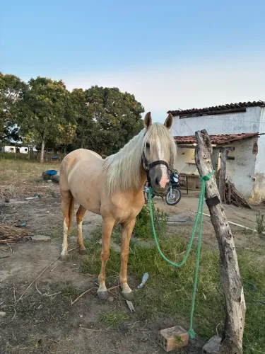 Égua manga larga pra vende