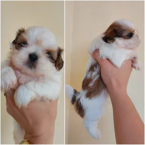 Shihtzul com pedigree