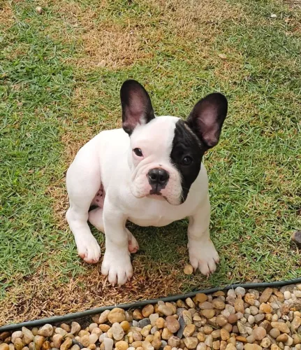 Filhote Buldogue Frances