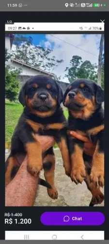Vendo cães Rottwailer 