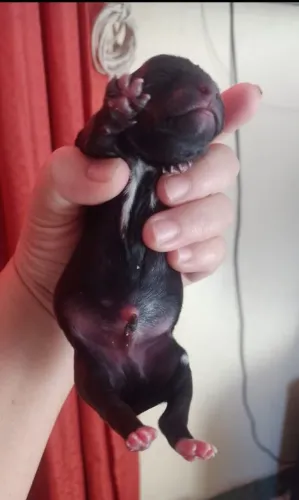 Cachorro Pincher 