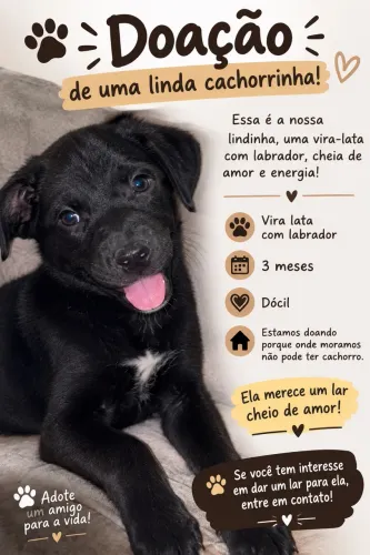 Doação de cachorra 3 meses