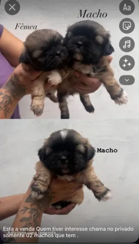 Vendo Shitzu