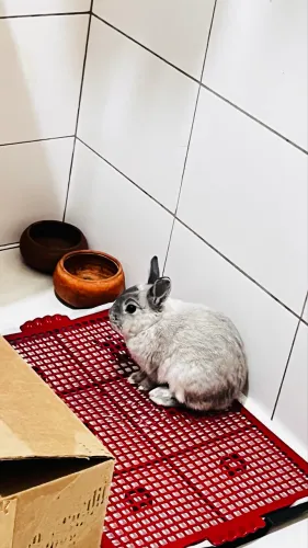 Mini Coelho
