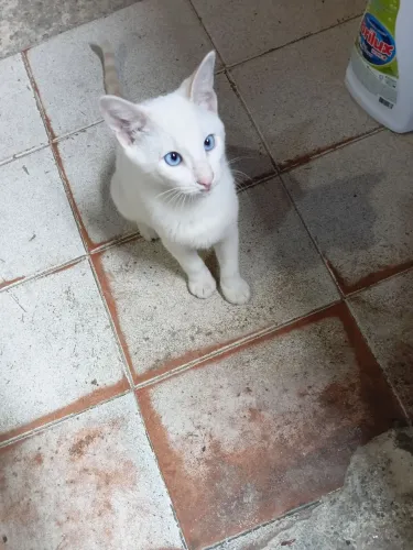 Gatinho pra doação 