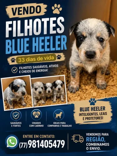 Filhotes Blue Heeler 33 dias de vida