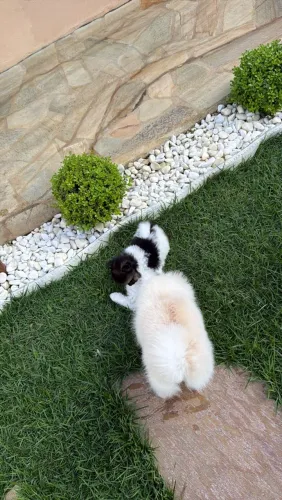 spitz alemão