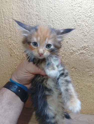 Filhote de gato mainecoon para reserva leia as informações
