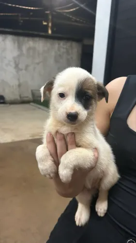 Doação de cachorrinhos vira-latas