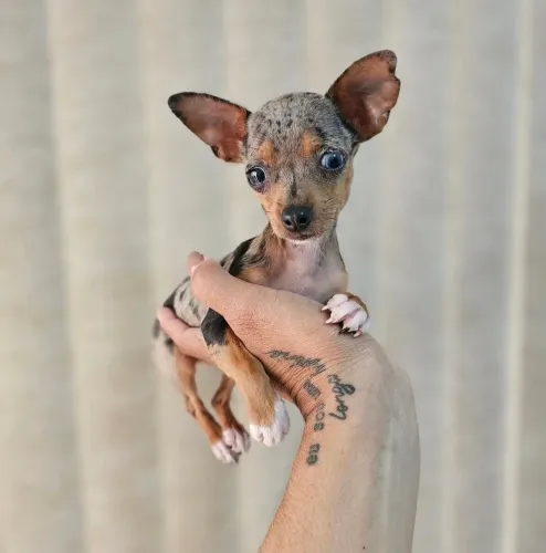 Pinscher vacinado 50 dias entregamos