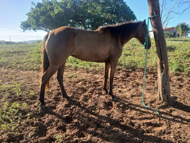 Egua mangalarga ja domada 6 anos macha picada