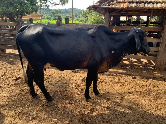 Animais a venda