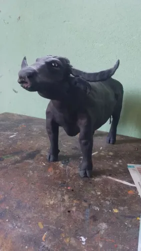 Bufalo Carabao
