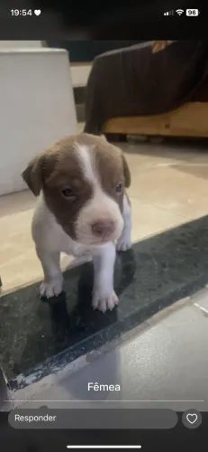 Doação responsável pai pitbull fêmeas 