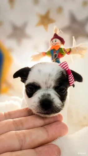 Chihuahua Fêmea mini