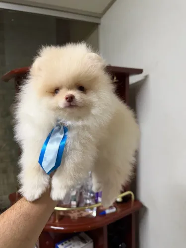 Spitz alemão 