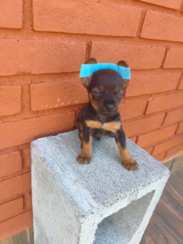 Um amor de filhote - Pinscher disponível no chat