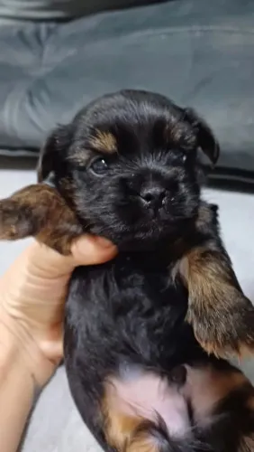 Vendo filhotes de Yorkshire terrier, dois machos com 37 dias, já estão comendo ração!