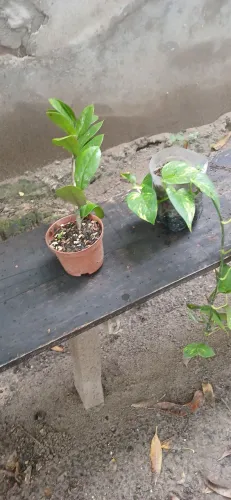 Plantas