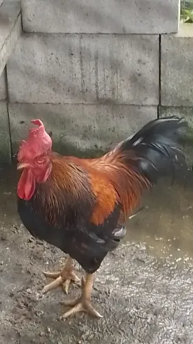 Galinha caipira
