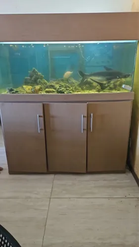 Aquario grande