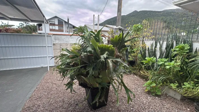 Chifre-de-veado (Platycerium bifurcatum) adulto.