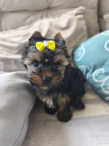 Machinho de yorkshire