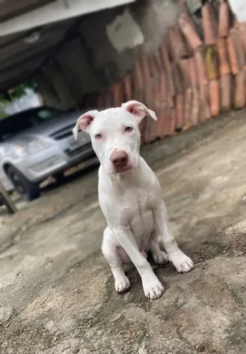 Filhote de Pitbull
