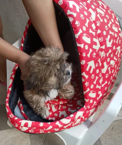 Vende se filhote de Shih Tzu